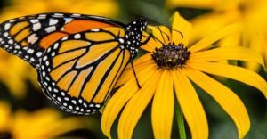 free butterfly seed kit