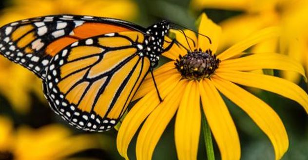 free butterfly seed kit