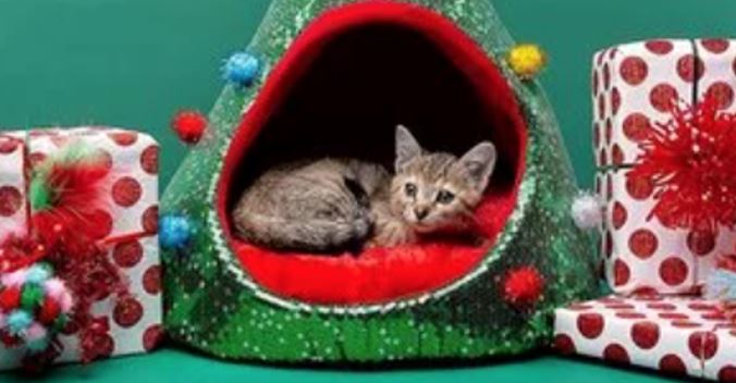 free petsmart pet holiday hut