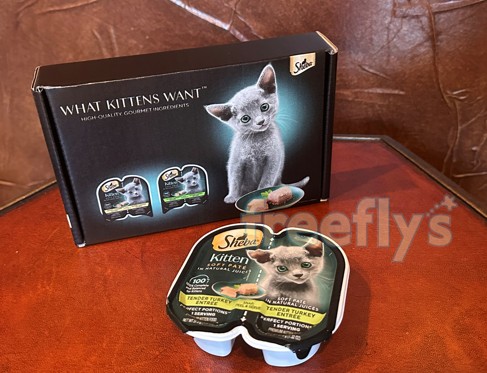 free sheba kitten i received