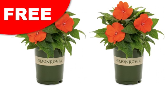 free mothers day spring flowers from lowes